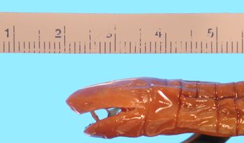 Media type: image; Herpetology A-1491